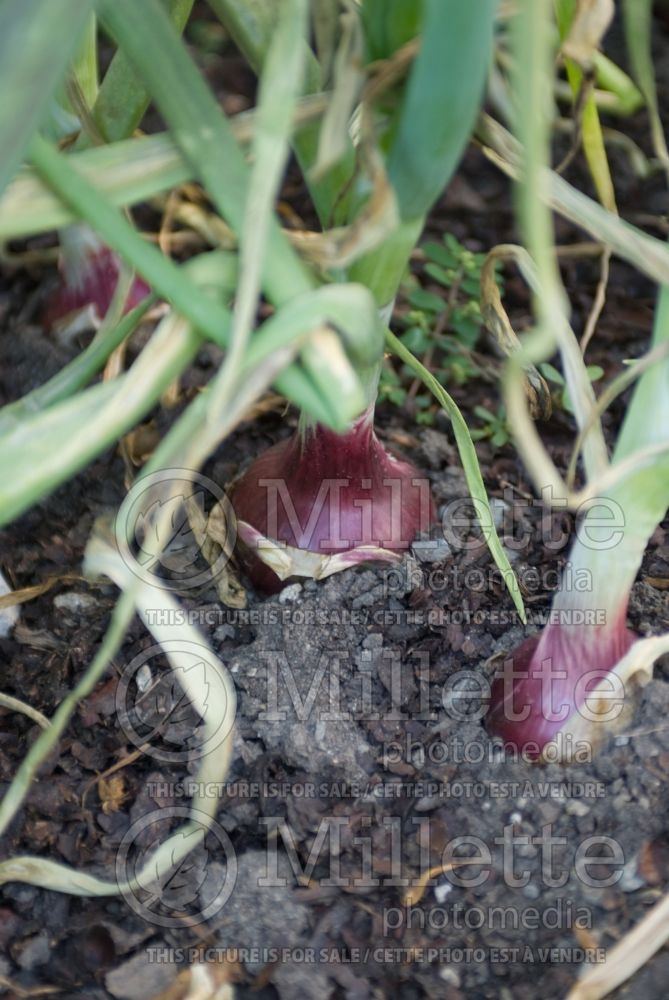 Allium Mars (Ornamental Onion) 4 