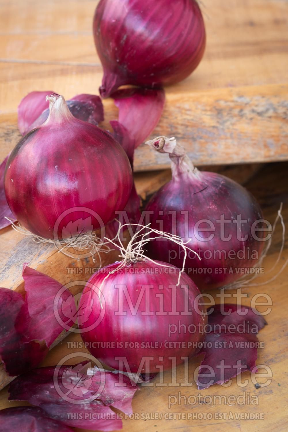 Allium Nashik Red (Onion) 2