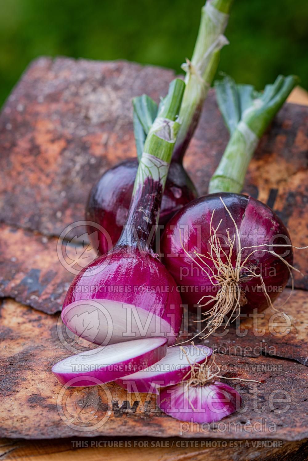 Allium Red Magic (Ornamental Onion) 3