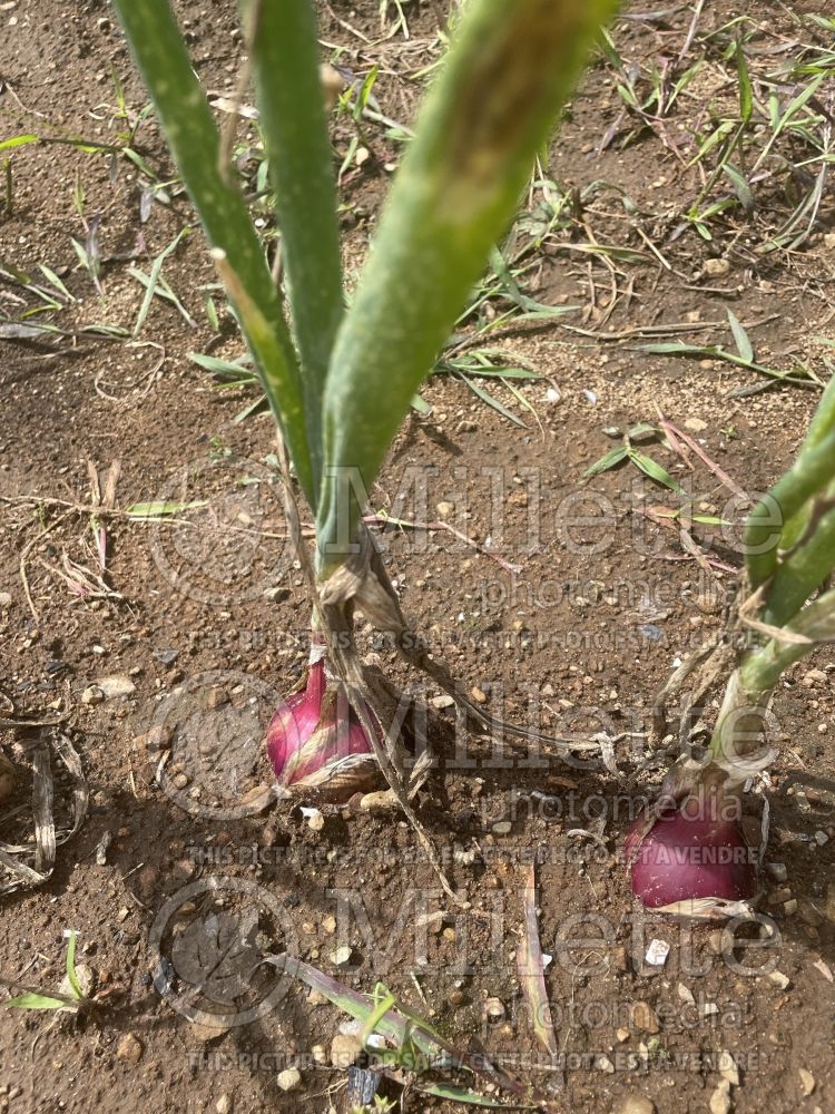 Allium Rossa di Milano (red onion vegetable) 2 