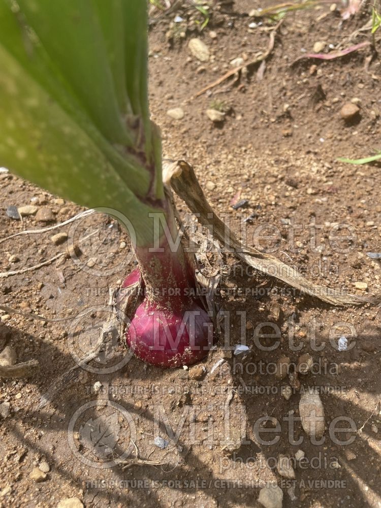 Allium Rossa di Milano (red onion vegetable) 1 