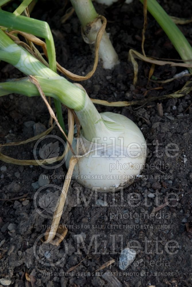 Allium Super Star (Salad onion) 2 