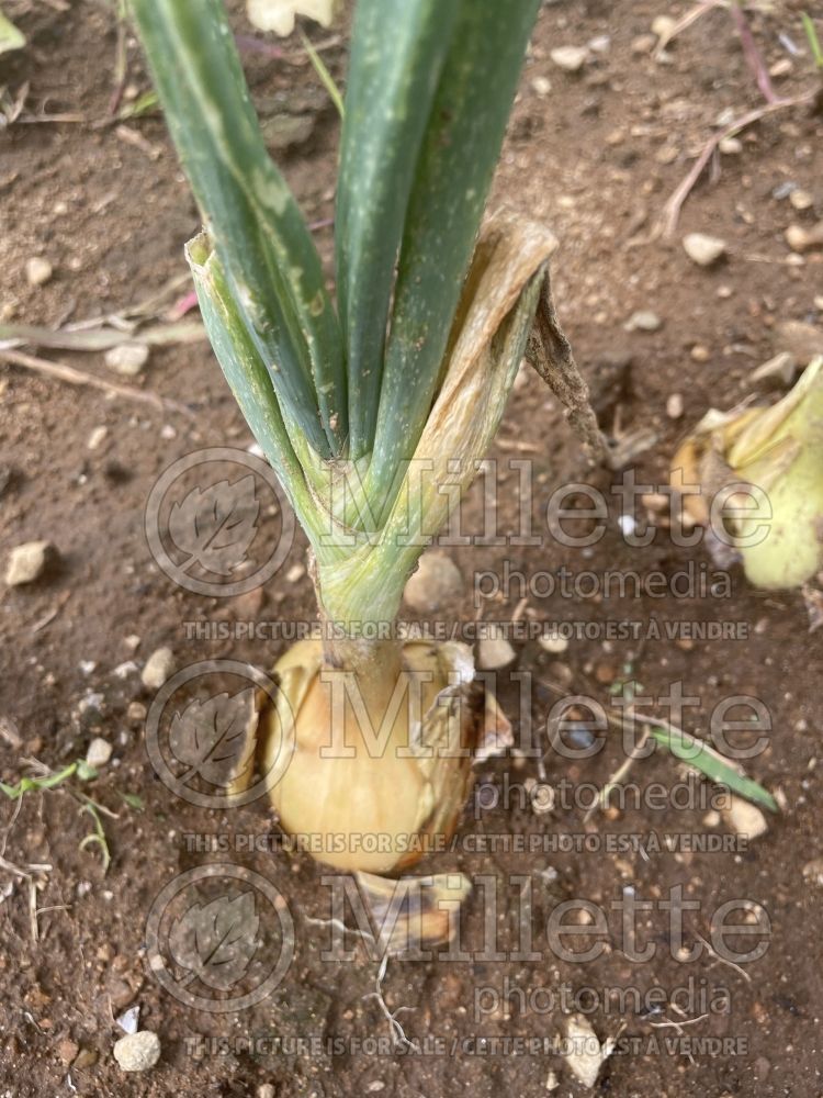 Allium Yellow of Parma (red onion vegetable) 1 