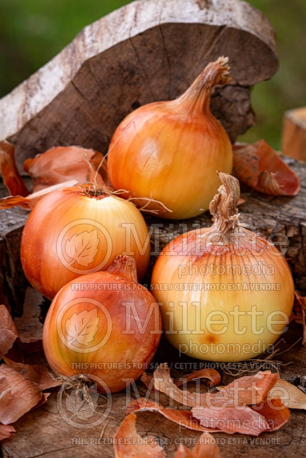 Allium Yellow Sweet Spanish (Onion) 2