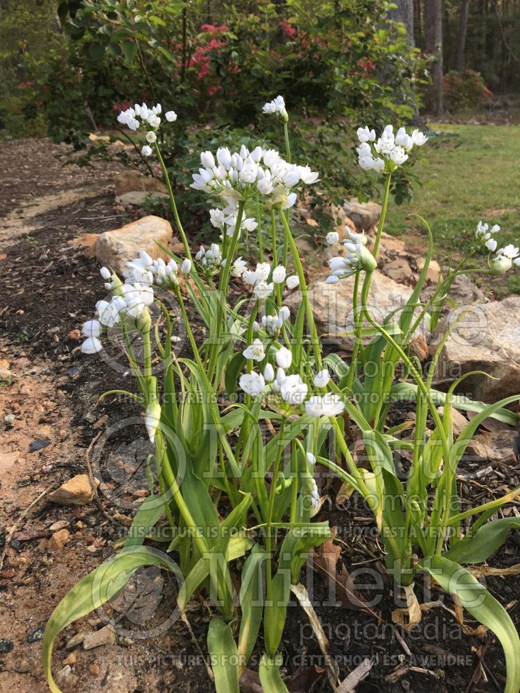 Allium Cowanii aka Allium Neapolitanum (Ornamental onion) 1 