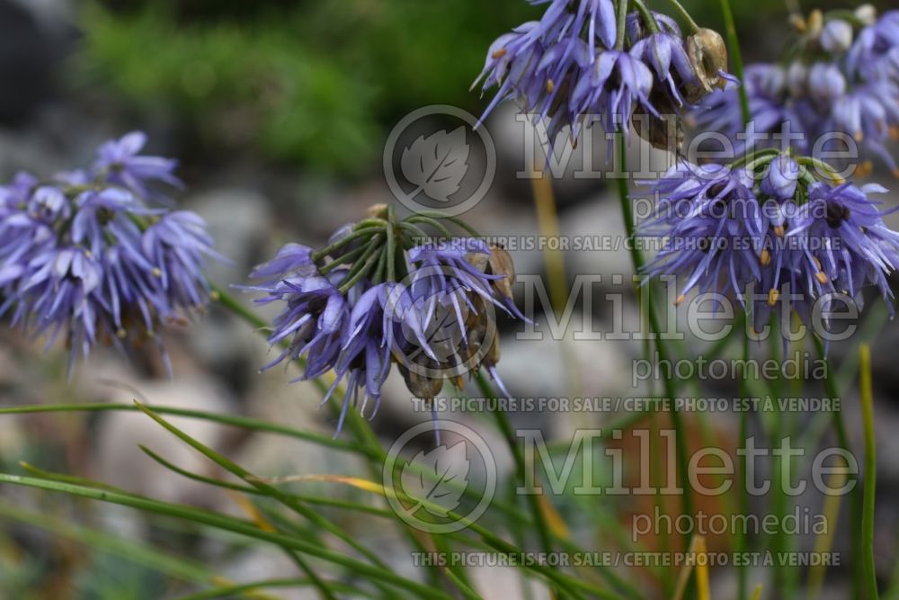 Allium cyaneum (shallot onion vegetable) 1 