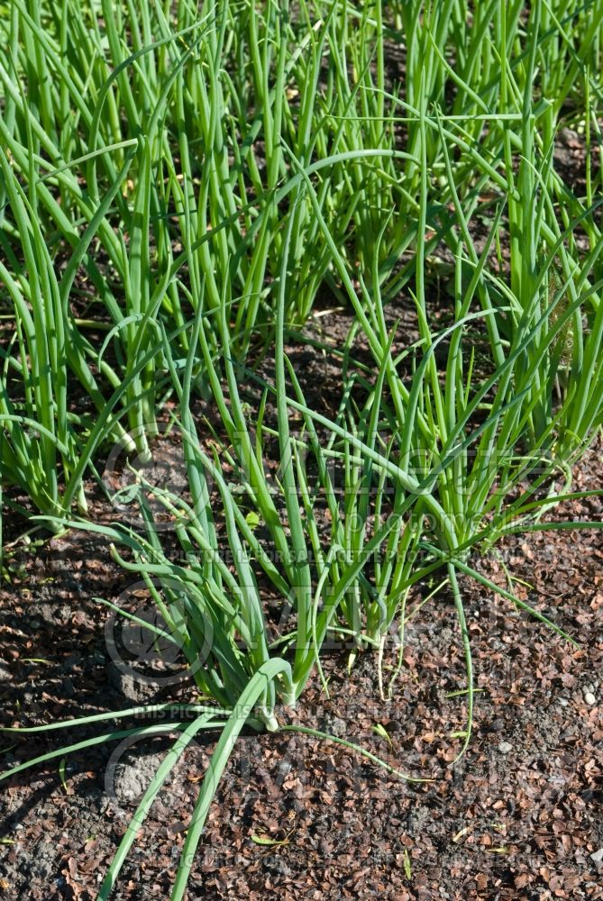 Allium fistulosum (bunching onion, long green onion) 2