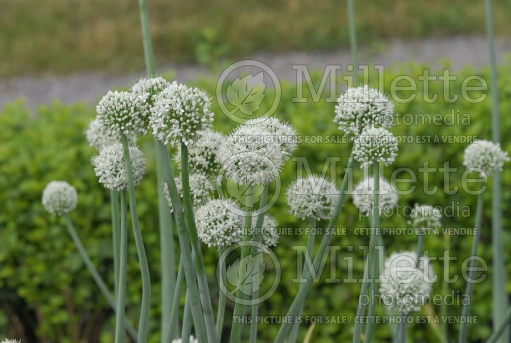 Allium fistulosum (bunching onion, long green onion) 4