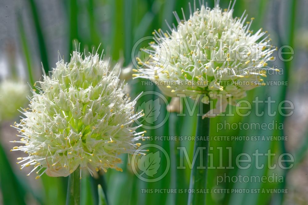 Allium fistulosum (bunching onion, long green onion) 1
