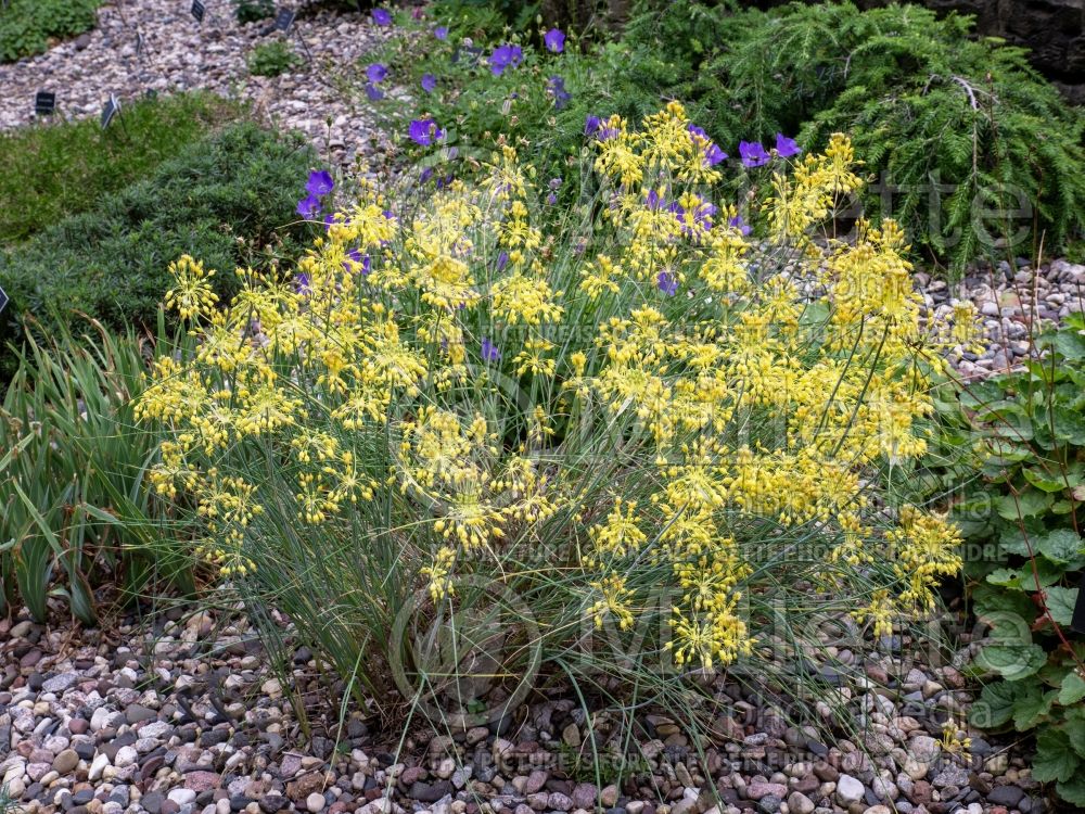 Allium flavum (Yellow-Flowered Garlic) 2