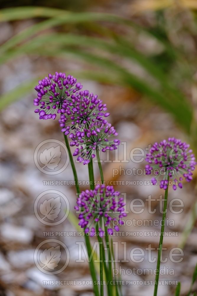 Allium Lavender Bubbles (Ornamental Onion) 4