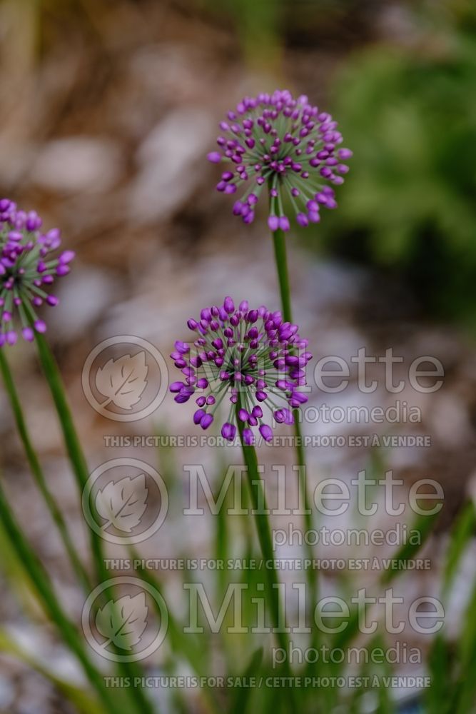 Allium Lavender Bubbles (Ornamental Onion) 3