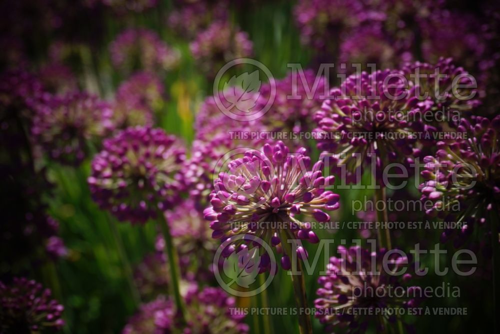 Allium Lavender Bubbles (Ornamental Onion) 1