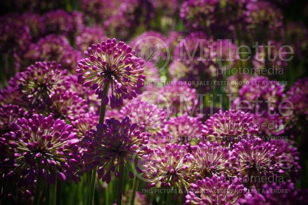 Allium Lavender Bubbles (Ornamental Onion) 2