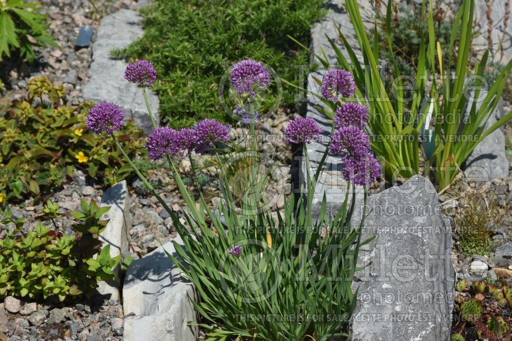 Allium Little Sapphire (ornamental onion) 1