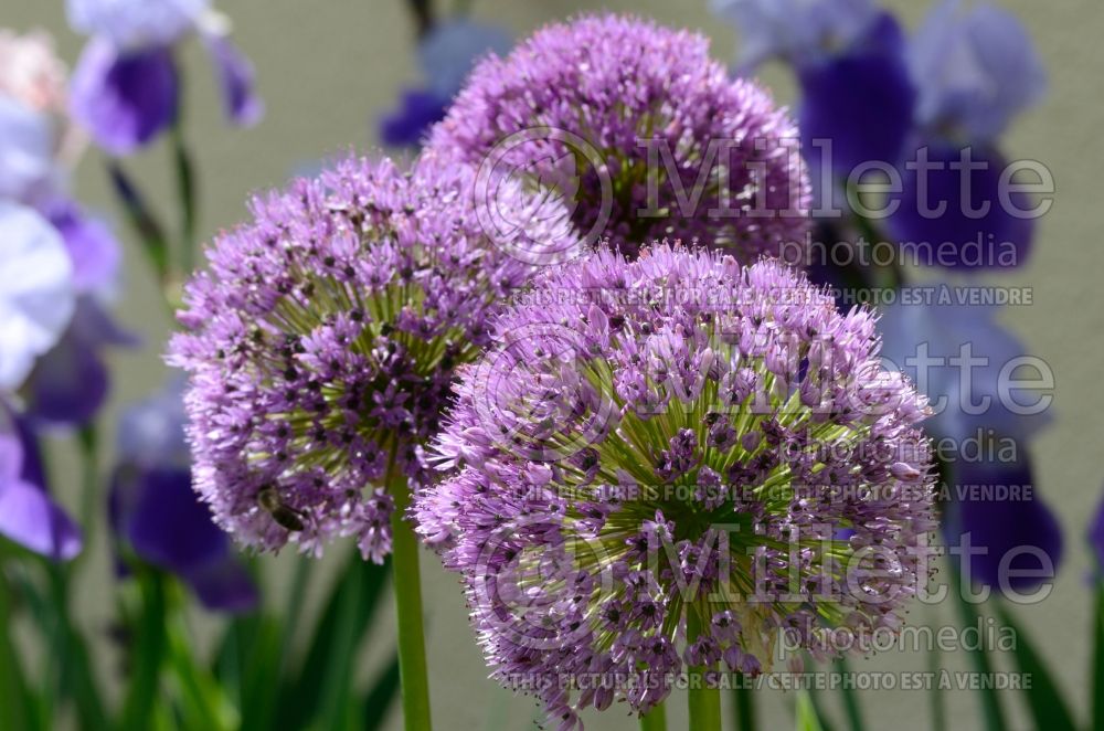Allium Lucy Ball (Garlic) 2 