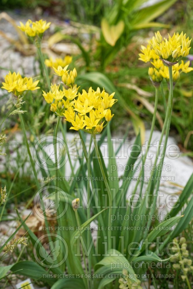 Allium moly (golden garlic and lily leek) 8 