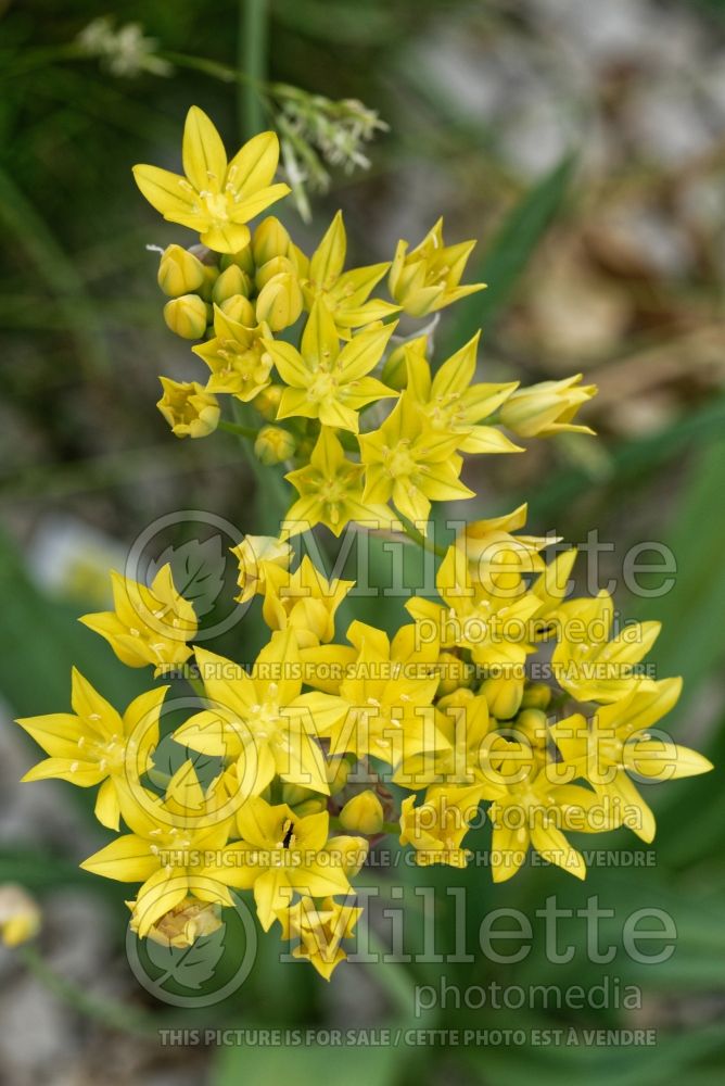 Allium moly (golden garlic and lily leek) 9 