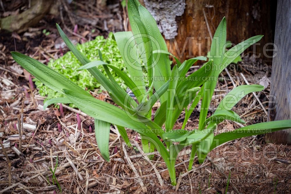 Allium Mount Everest (Garlic) 7 