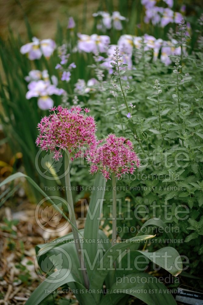 Allium Ostara (Ornamental onion) 1 