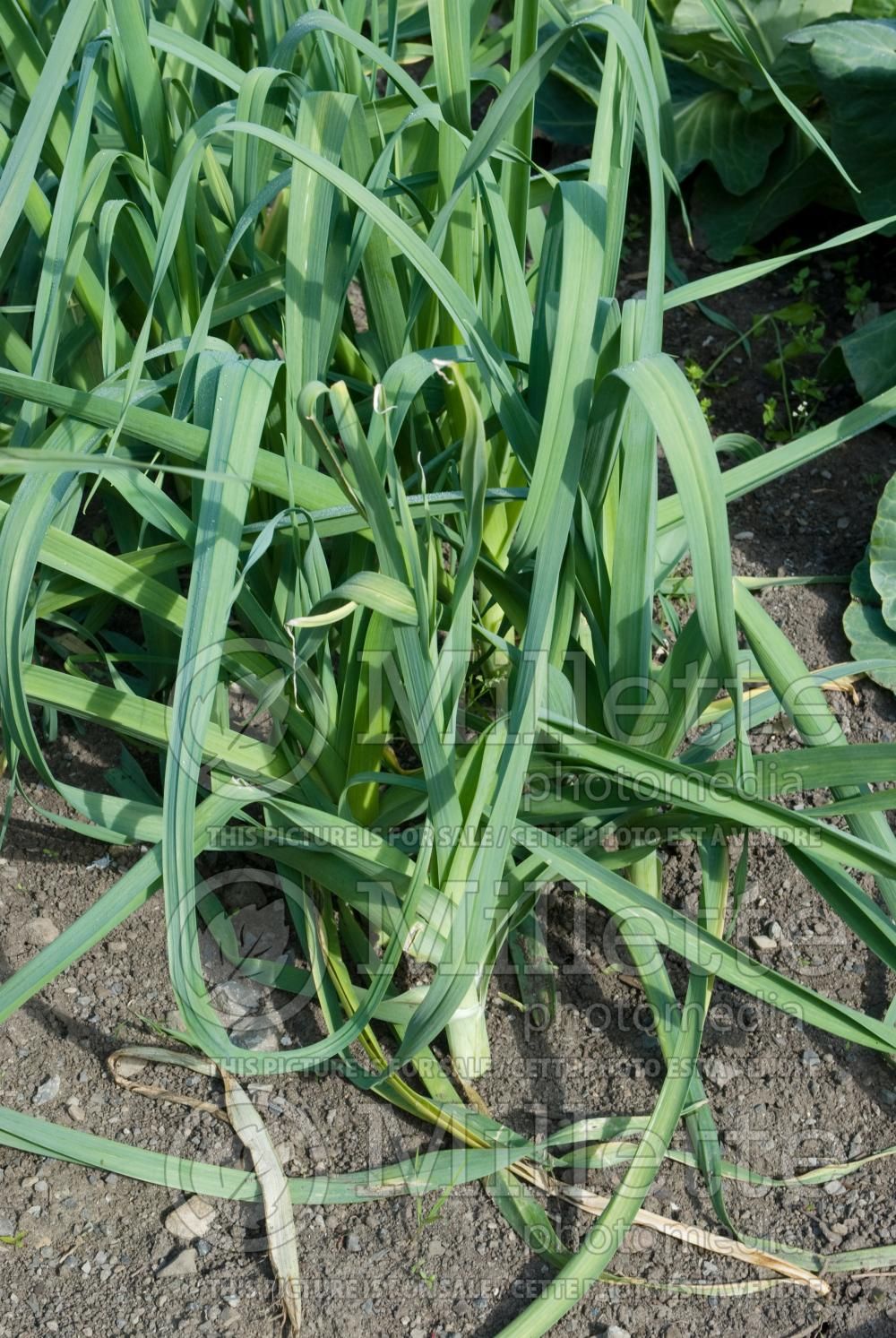 Allium Monstrueux de Carantan (Leek) 1