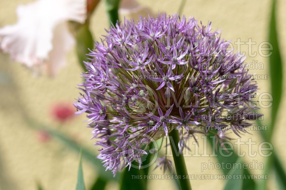 Allium Round and Purple (ornamental onion) 3