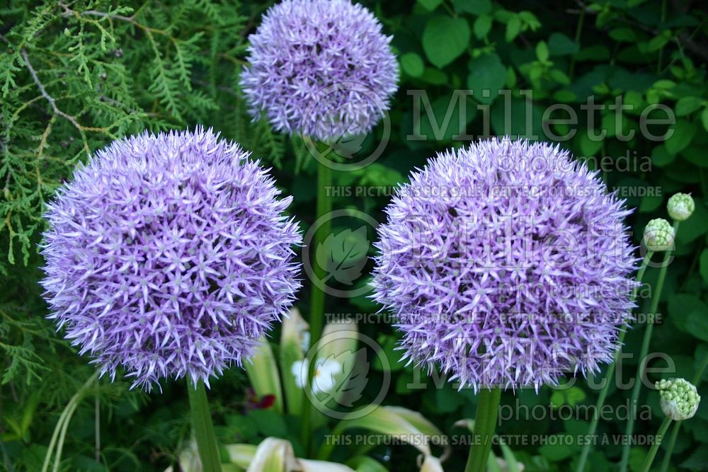 Allium Round and Purple (ornamental onion) 2