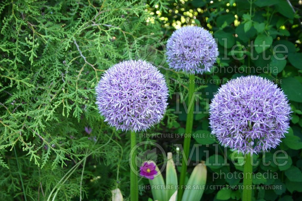 Allium Round and Purple (ornamental onion) 1