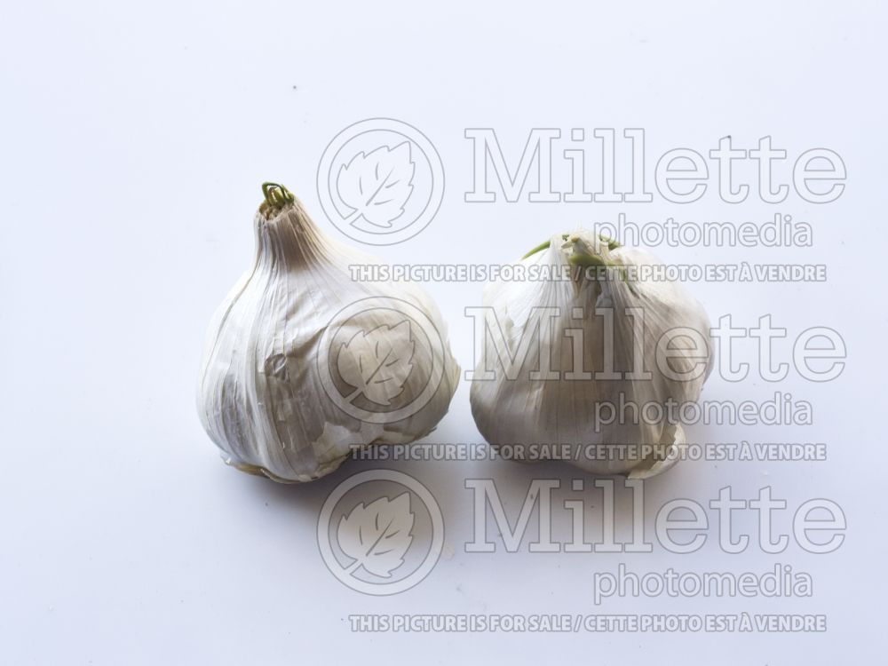 Allium California White (Garlic vegetable) 1 