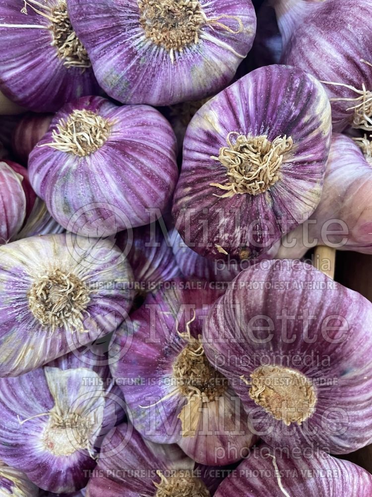 Allium Violet de Cadours (Hardneck Garlic, Serpent Garlic) 2