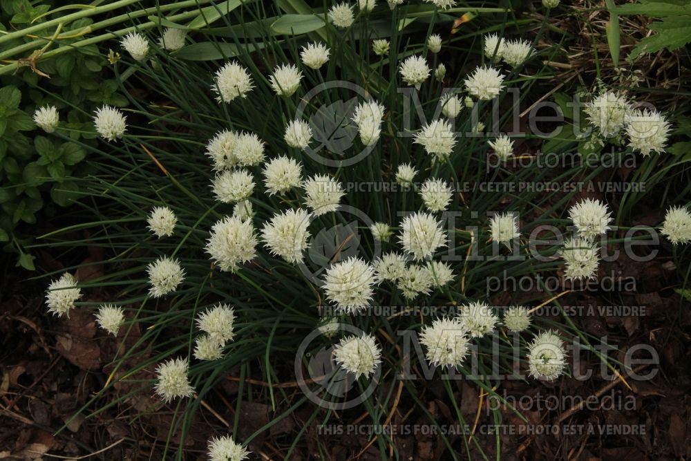 Allium Snowcap (Chives) 1