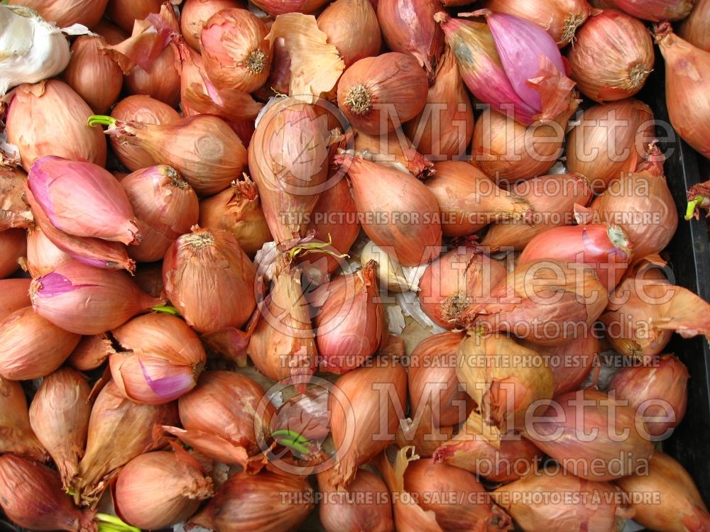 Allium cepa ascalonicum (shallot vegetable - échalotte) 3 