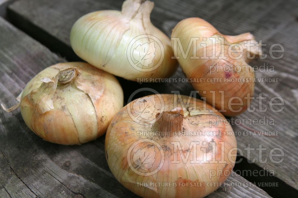 Allium Bianco Di Maggio (Onions vegetable)  1