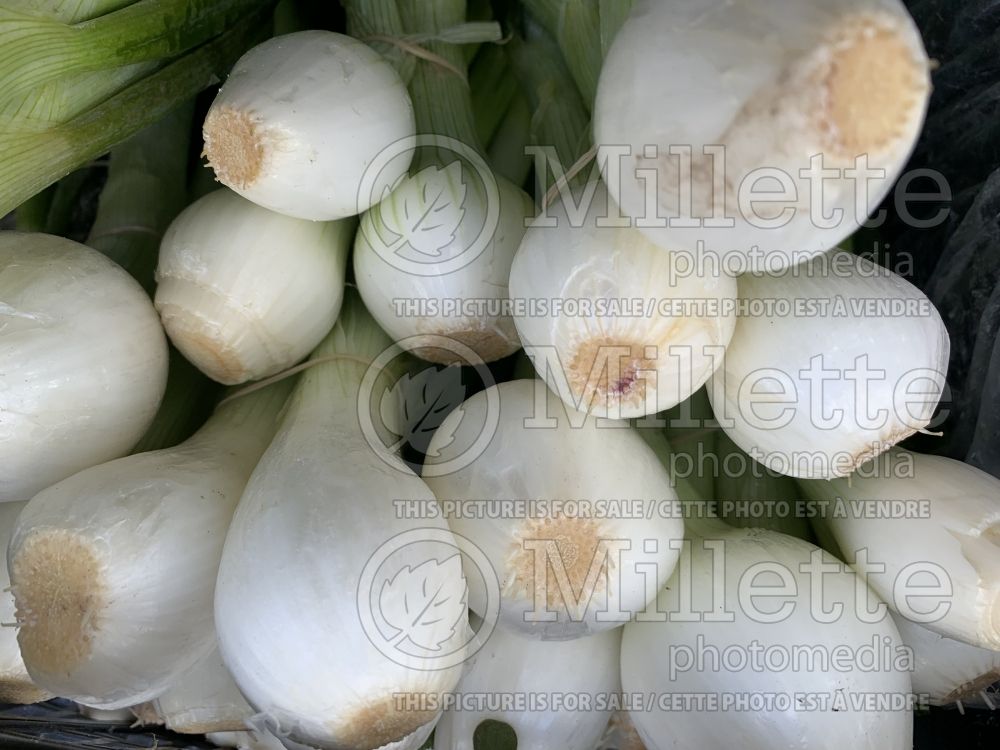 Allium cepa (cambry - spring onion vegetable) 2 