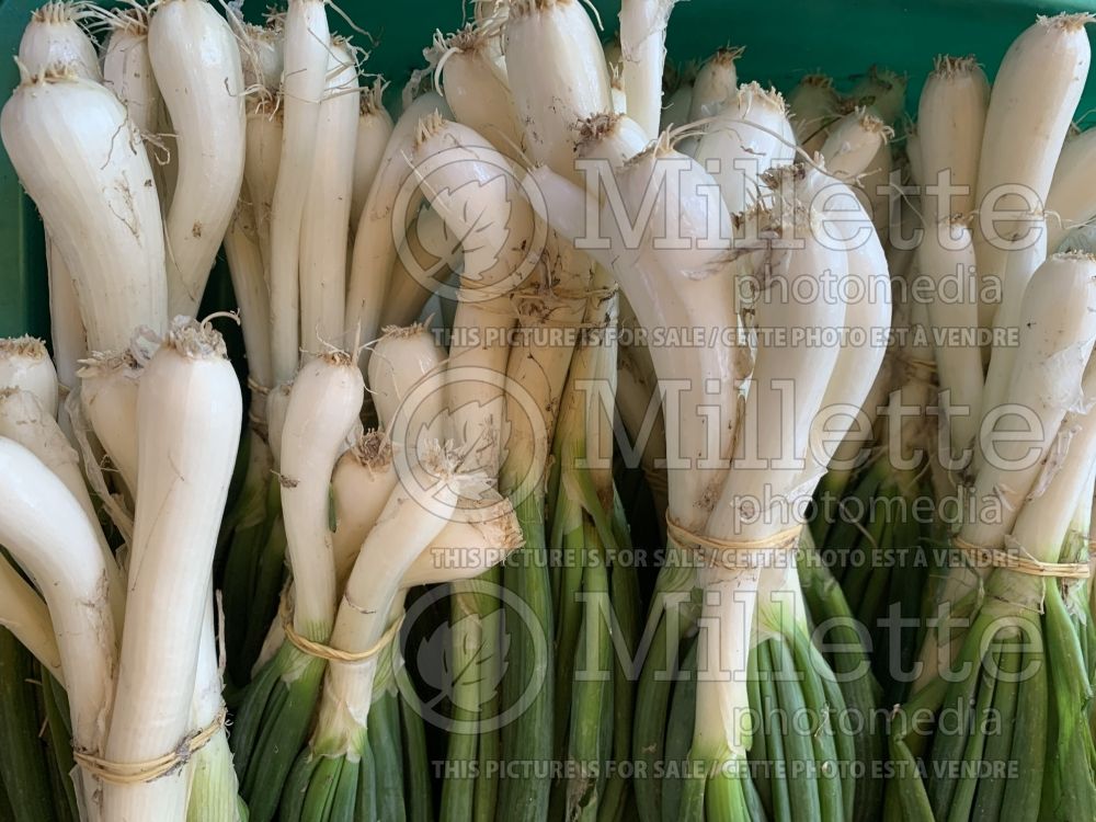Allium cepa (cambry - spring onion vegetable) 3 