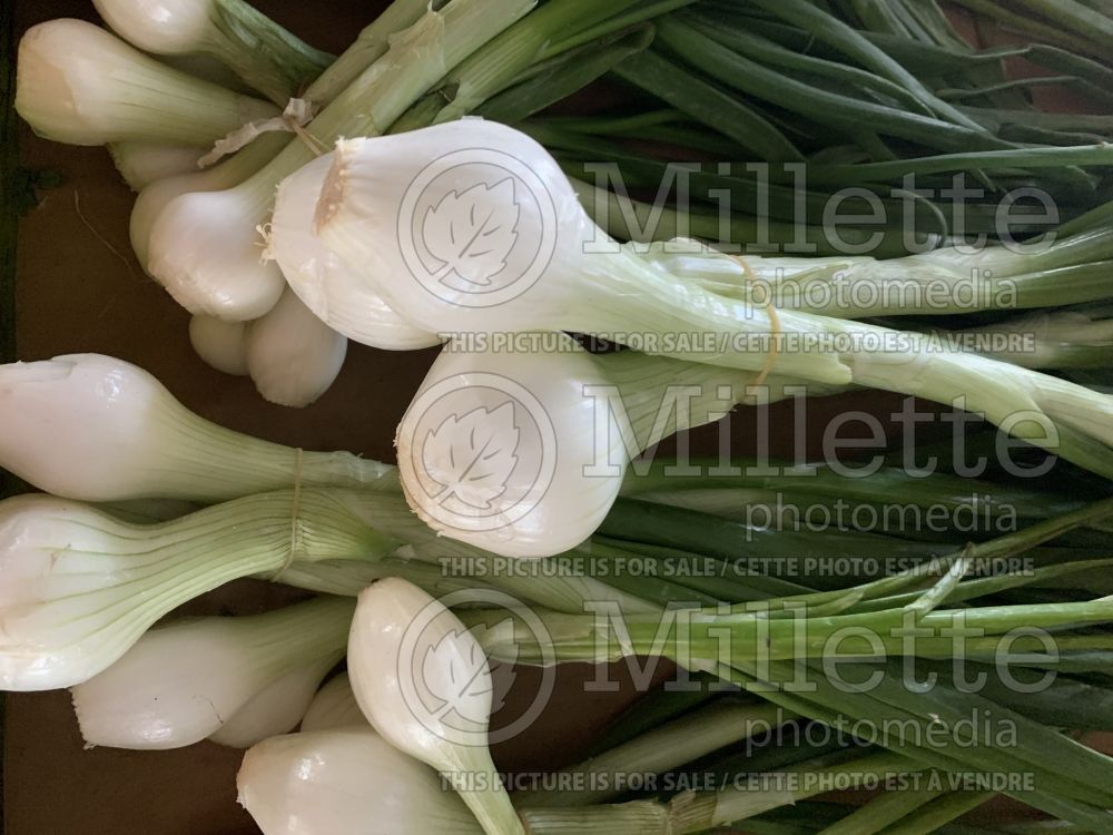 Allium cepa (cambry - spring onion vegetable) 5 