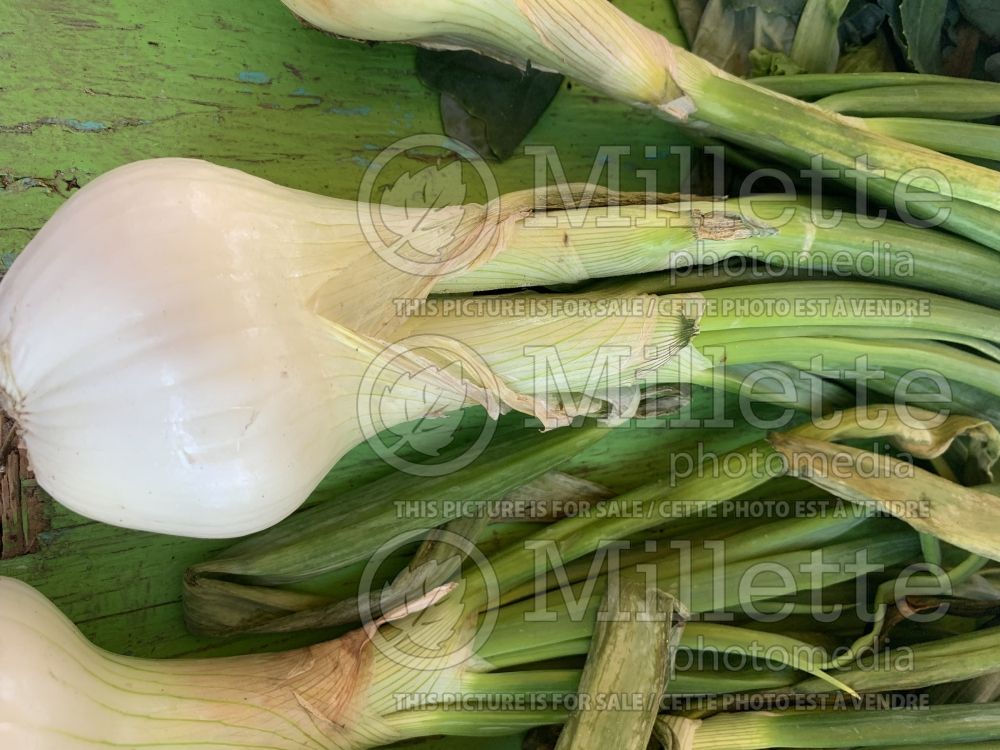 Allium cepa (cambry - spring onion vegetable) 4 