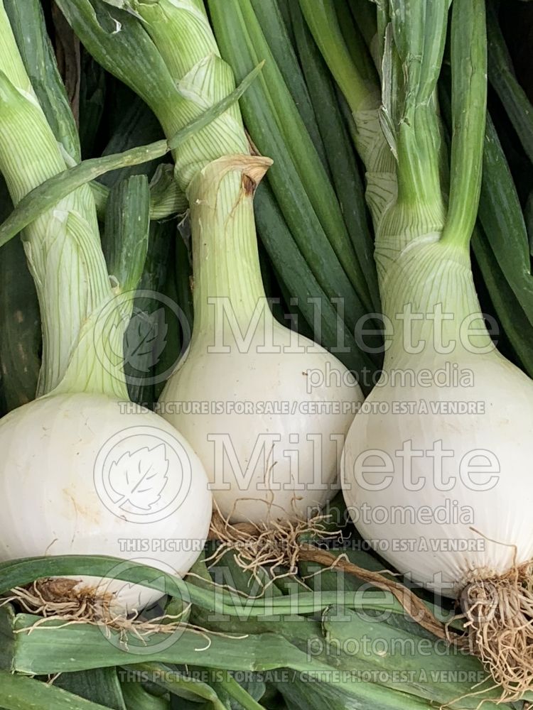 Allium cepa (Cambry spring onion vegetable) 6 