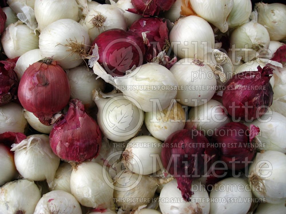 Allium cepa (yellow and red onion vegetable) 32 