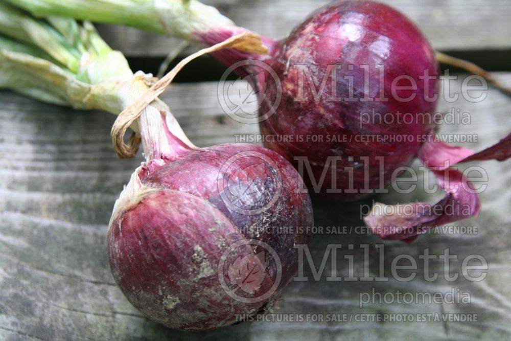 Allium Red Burgermaster (Onions vegetable) 1 