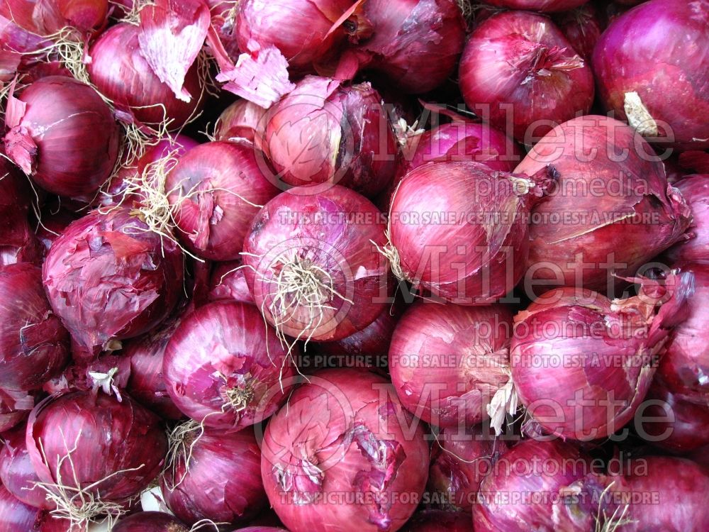 Allium cepa (red onion vegetable) 3 