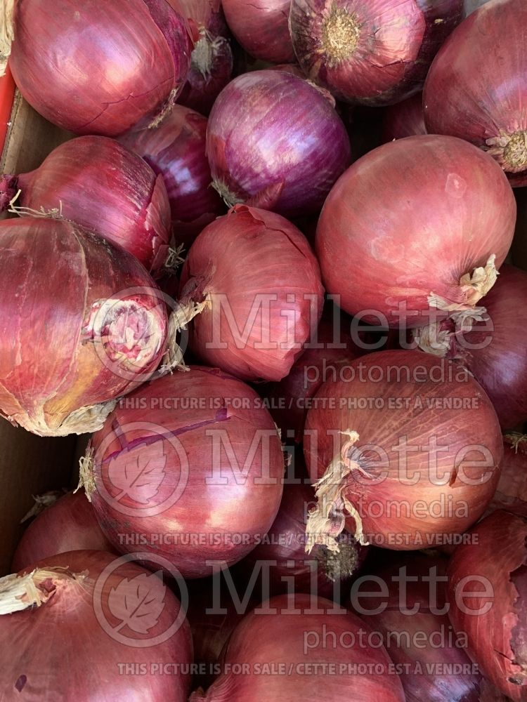 Allium cepa (red onion vegetable) 1 