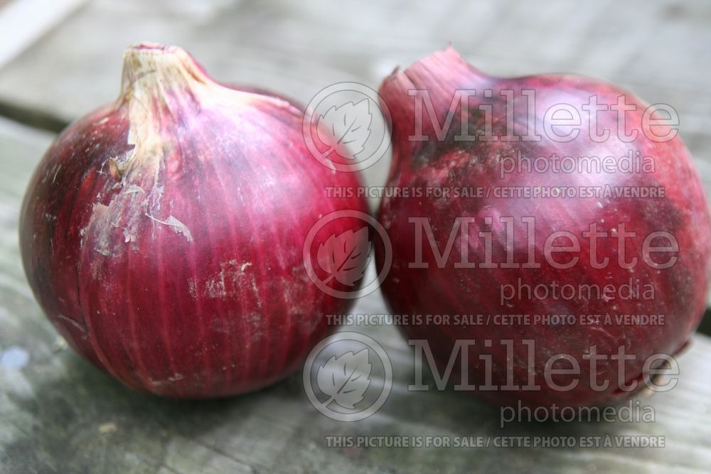 Allium Red Zeppelin (Onions vegetable) 1 