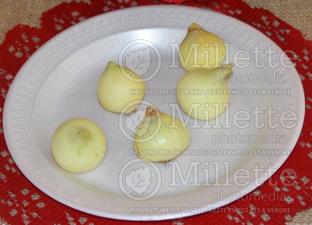 Allium Southport White Globe (Onion vegetable) 2 