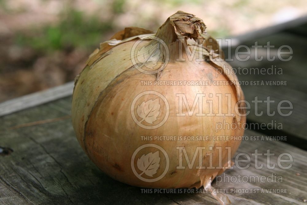 Allium Walla Walla (Onions vegetable) 1 