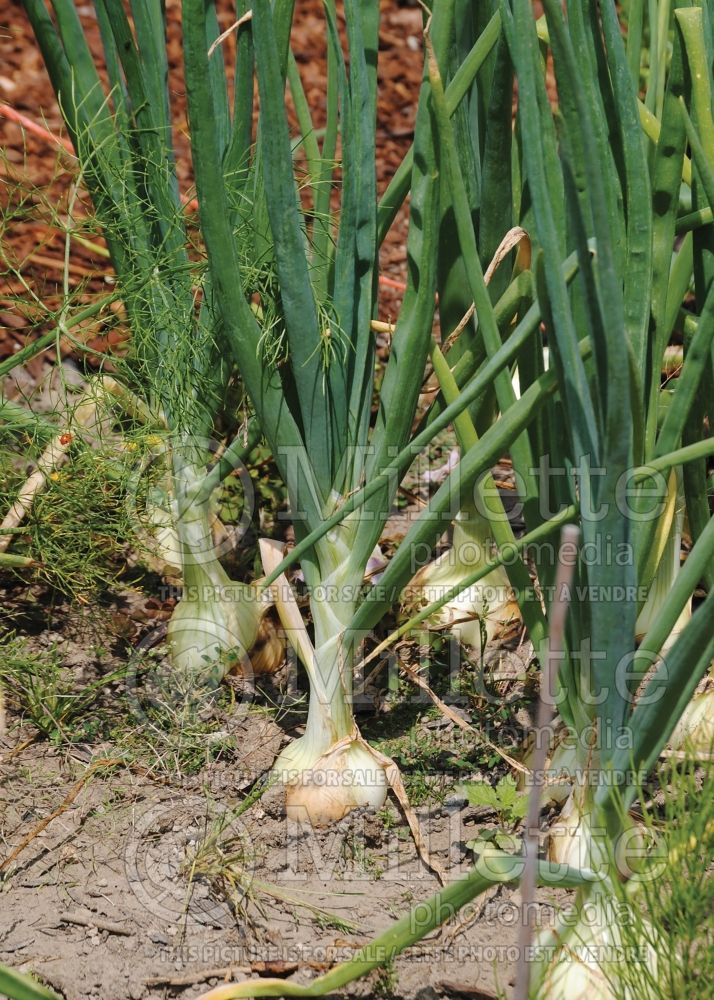 Allium Walla Walla (Onions vegetable) 2 