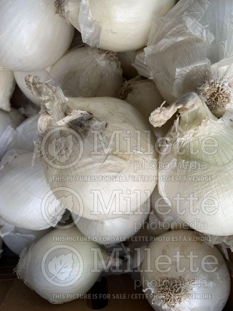 Allium cepa (white onion vegetable) 1 