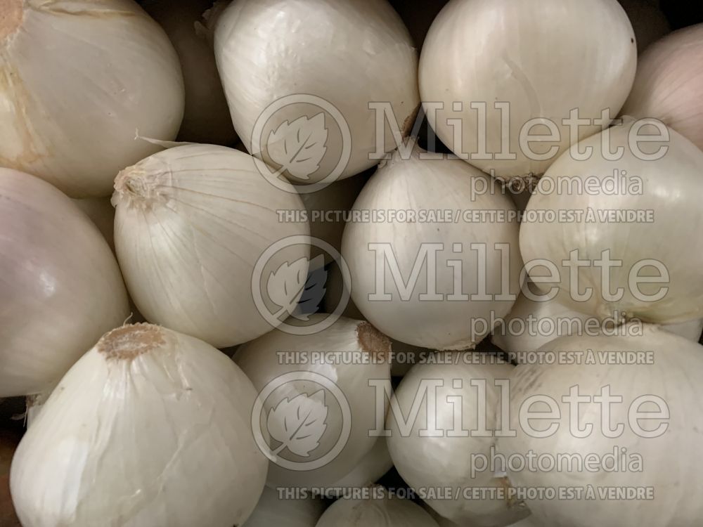 Allium cepa (white onion vegetable) 3 