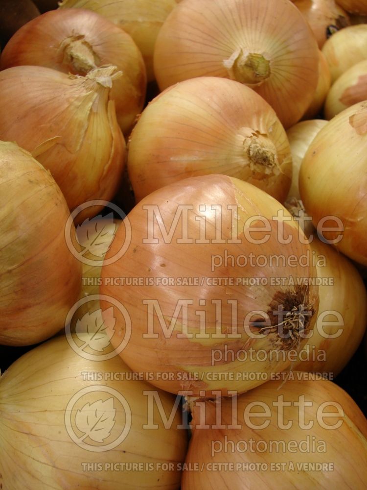 Allium cepa (yellow onion vegetable) 2 