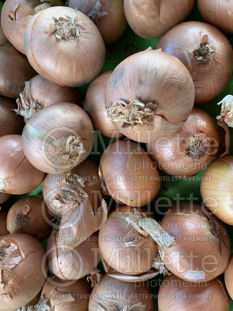 Allium cepa (yellow onion vegetable) 1 
